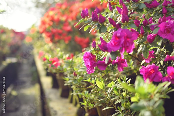 Obraz Blooming hybrid Azalia Rhododendron hybridum selection in a greenhouse. flower background. Soft focus.