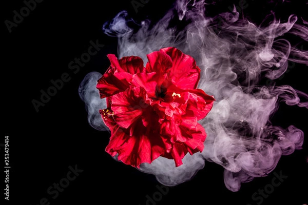 Fototapeta red tea rose flower in clouds of multicolored smoke on isolated black background with flash