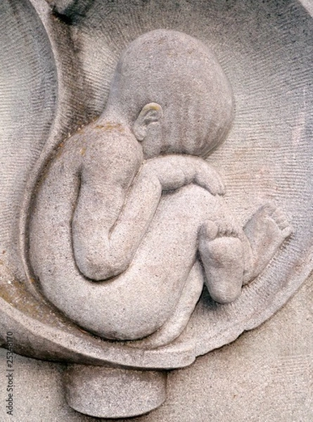 Fototapeta Embryo