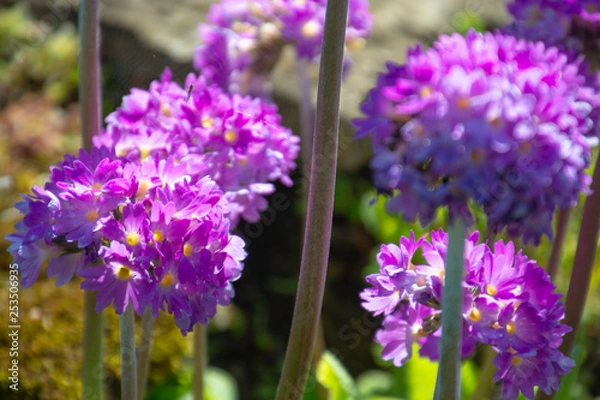 Fototapeta exotic flowers