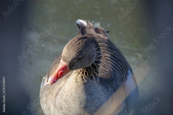 Fototapeta Close up Ente