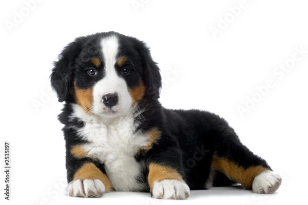 Fototapeta chiot bouvier bernois