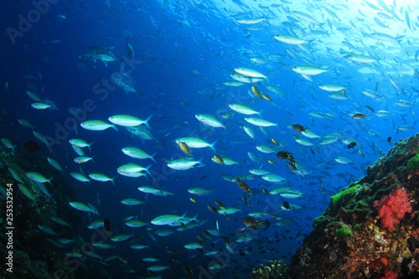 Fototapeta Sardines fish 