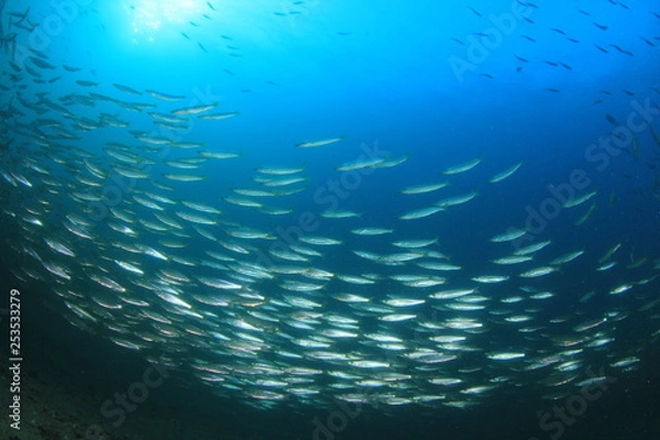 Fototapeta Barracuda fish 