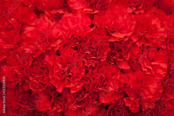 Obraz Red carnation flowers background
