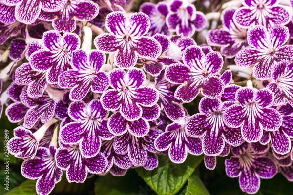 Obraz Blooming purple streptocarpus in a pot