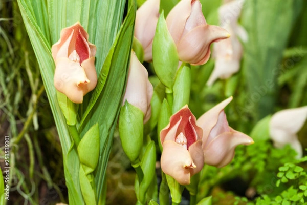 Fototapeta Tropical tulip orchid anguloa