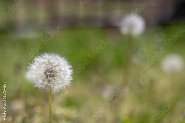 Obraz タンポポの種