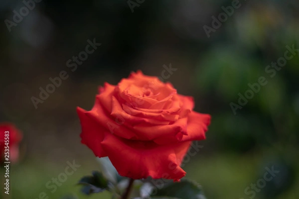 Fototapeta 赤いバラ