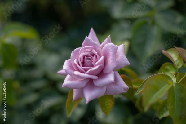 Obraz ピンクのバラ