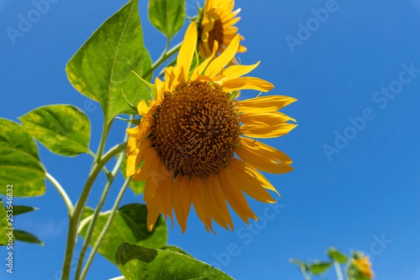 Obraz ひまわり　夏