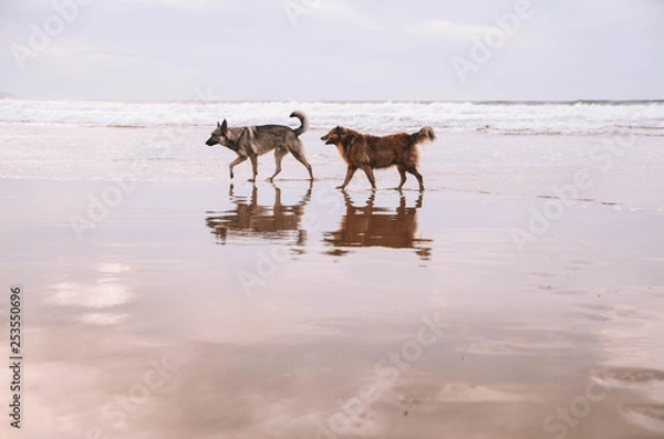 Fototapeta Dogs playing on the beach in a beautiful sunset