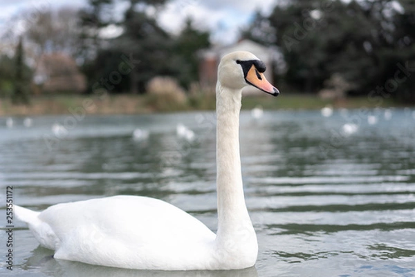 Fototapeta white swan on the lake