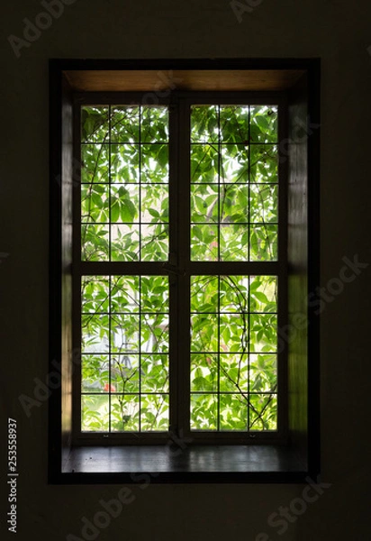 Obraz The window of an old farmhouse inside with grape leaves