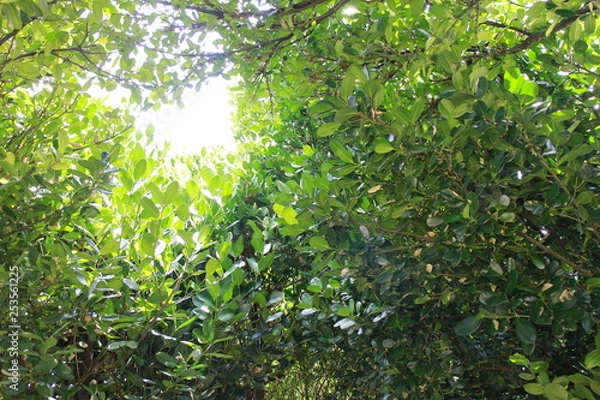 Obraz ふくぎ木漏れ日