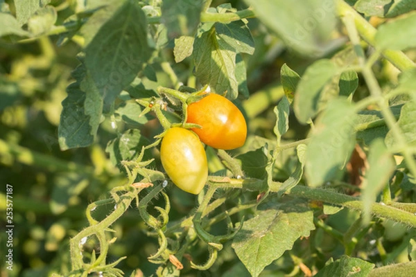 Fototapeta fresh little tomato on tree in the garden at thailand