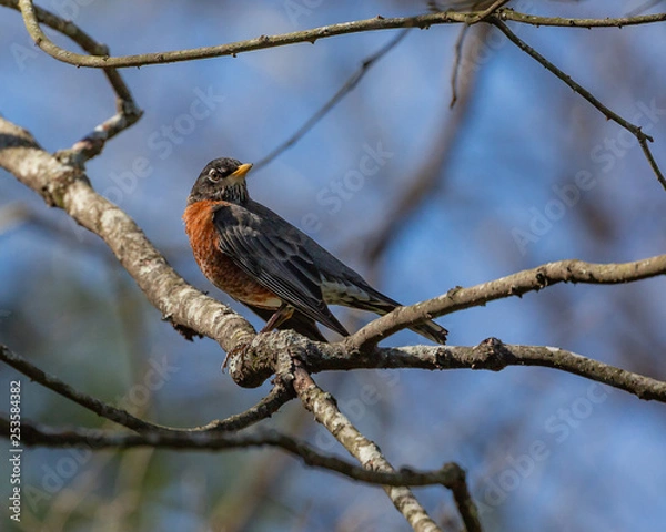 Fototapeta robin perched on branch