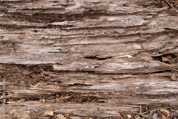 Obraz rotting tree wood texture