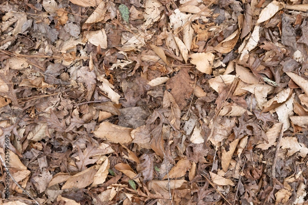 Obraz dry leaves on ground texture