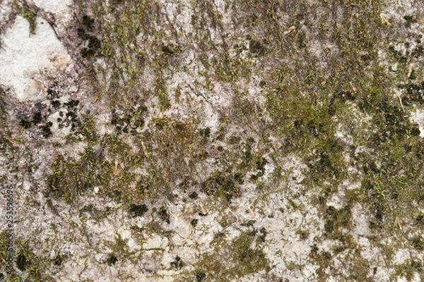 Obraz mossy rock texture