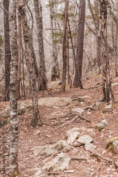 Obraz empty rocky woodland trail
