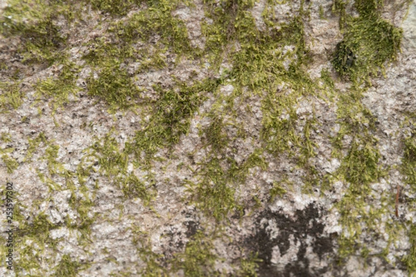 Fototapeta mossy rock texture