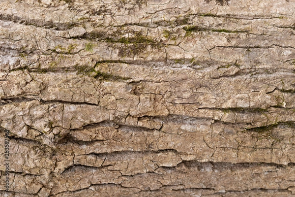 Fototapeta rough tree bark with moss texture