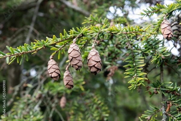 Obraz Western Hemlock Cones in Winter
