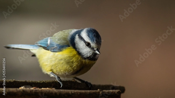 Obraz Oiseaux du Grésivaudan - Isère.