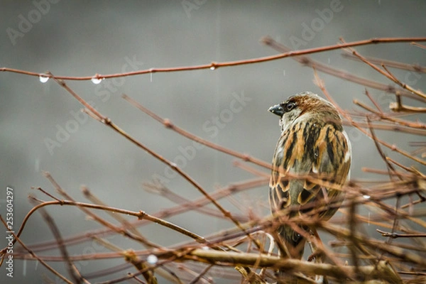 Obraz Sparrow the grey bird