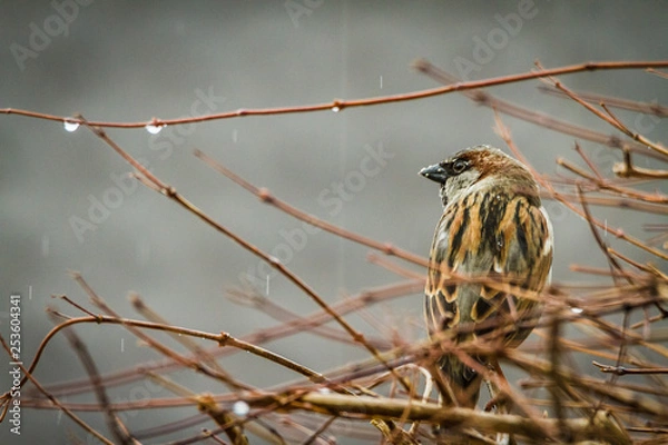 Obraz Sparrow looking away