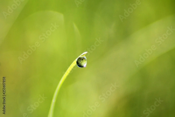 Fototapeta water droplet on the leaf with green backgroun