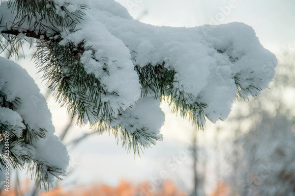 Fototapeta snowy pine branch in winter with suny background