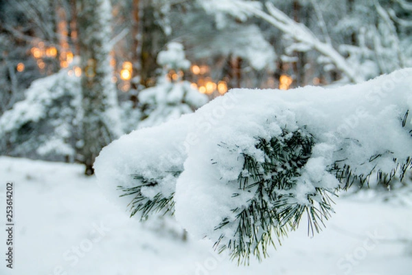 Fototapeta snowy pine branch in winter with suny background