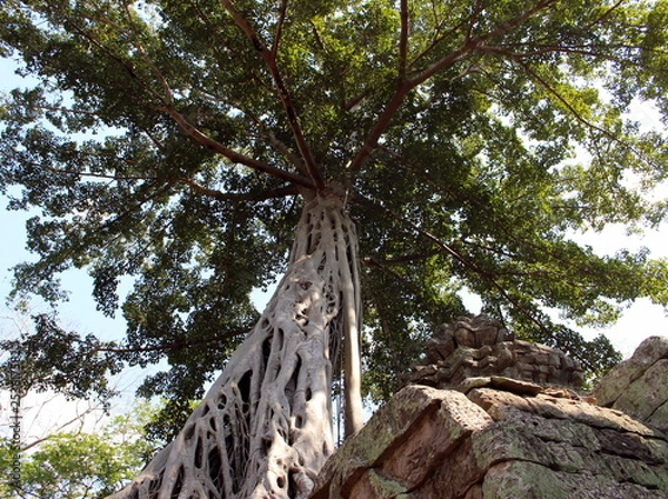 Fototapeta Aerial roots and crown of a tree on the ruins of Ta Prohm temple in Angkor, Cambodia