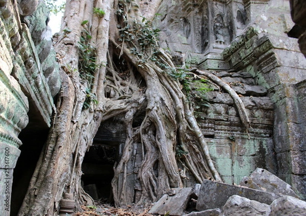Fototapeta The aerial roots of the tree and the face of the Apsara dancer in Ta Prohm temple, Angkor, Cambodia