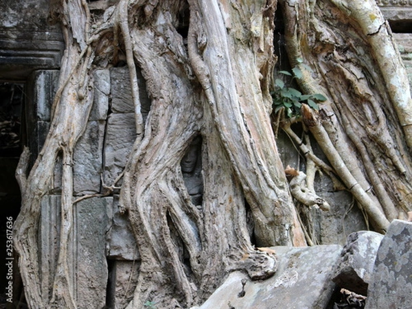 Fototapeta Face of Apsara dancer among the roots of a tree in Ta Prohm temple in Angkor, Cambodia
