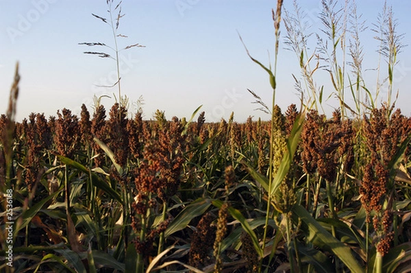 Obraz sorghum field