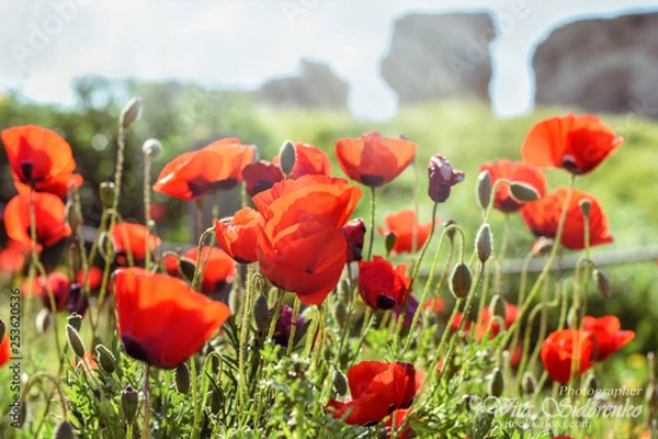 Fototapeta Red meadow of flowersred poppies meadow with green grass