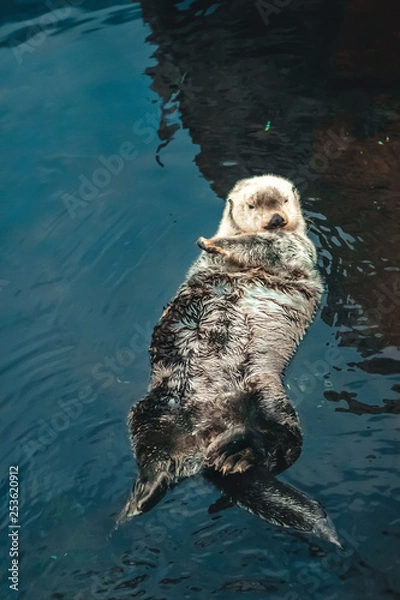 Fototapeta A sea Otter floating