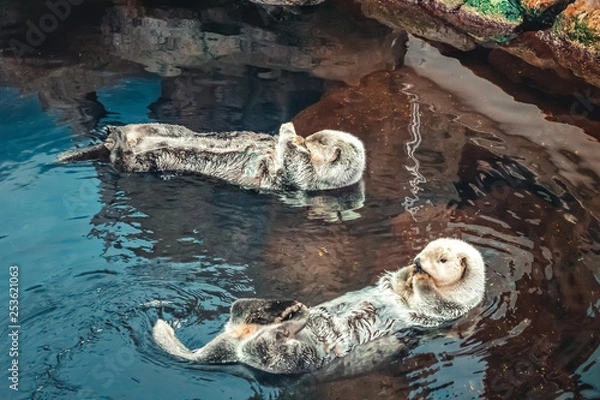 Fototapeta Two sea Otter floating