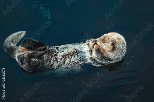 Fototapeta A sea Otter floating