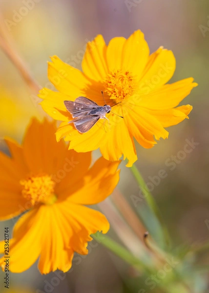 Obraz A small grey skipper moth pauses on a bright yellow marigold flower. 