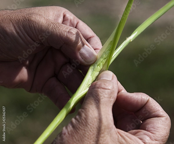 Obraz granos de arroz