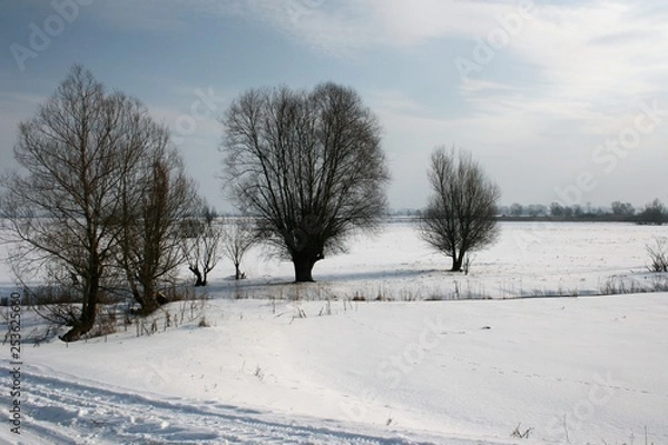 Fototapeta winter landscape with trees and snow