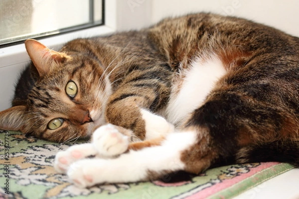 Fototapeta Mackerel tabby cat on the windowsill at morning