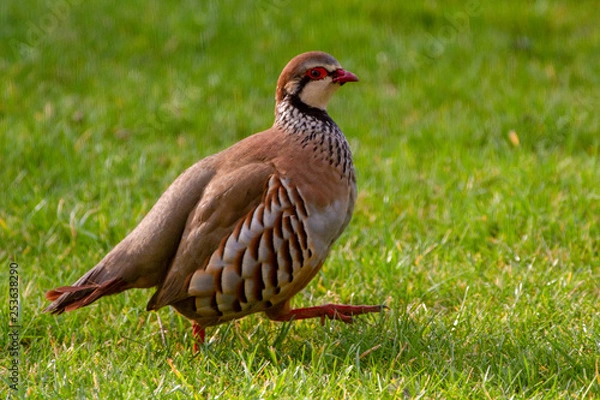 Fototapeta Red Legged Partridge (alectoris rufa) Portrait against green grass
