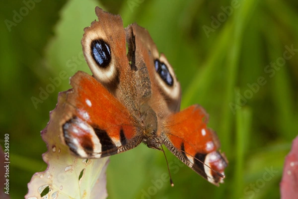 Obraz Peacock butterfly