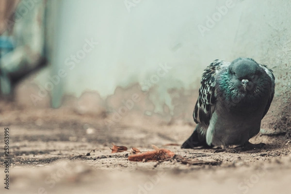 Fototapeta Close-up of one sad and sick pigeon dying in the city yard with depression and apathy atmosphere on soft focus background. Copy space and toned.