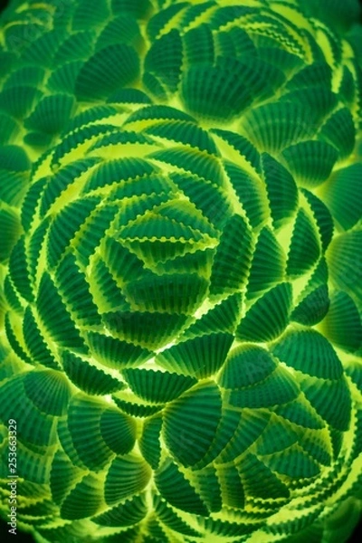 Fototapeta Seashell Lights